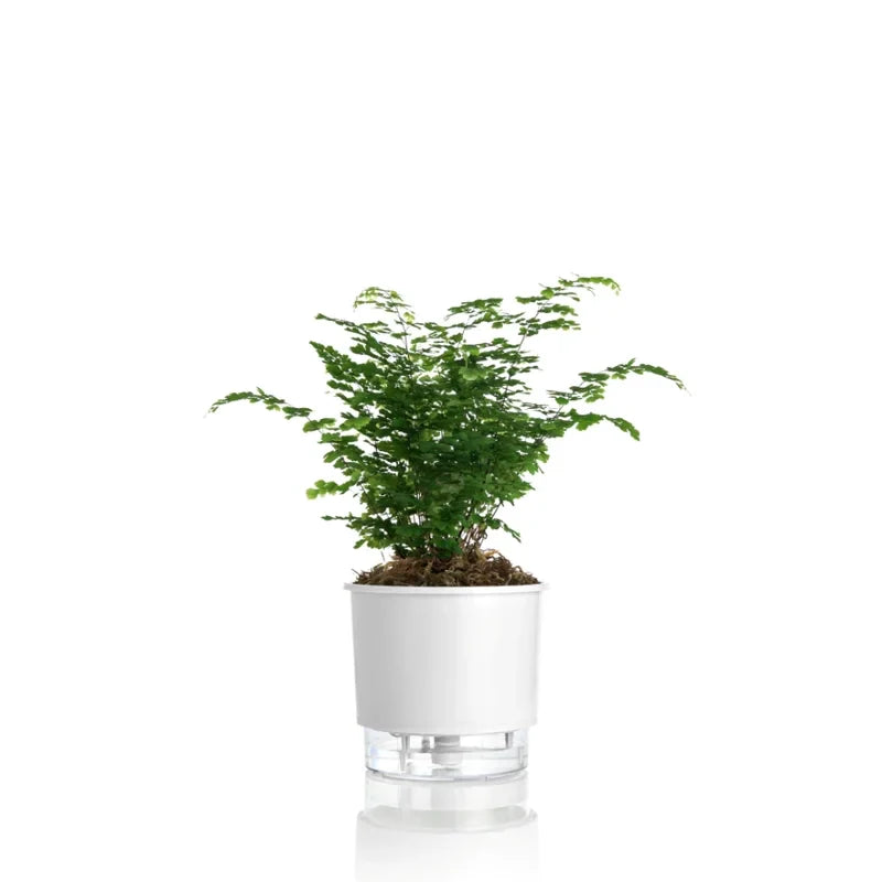 Vaso Autoirrigável Médio N03 16cm x 14cm - Clássicos Branco