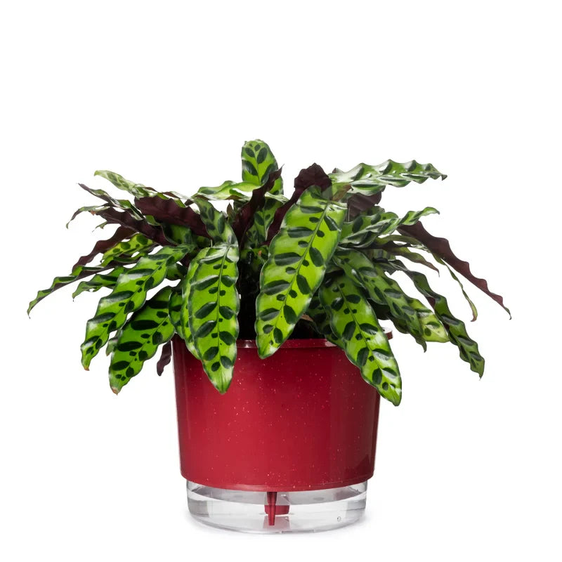 Vaso Autoirrigável Grande N04 21cm x 19cm - Terrazzo Geleia de Framboesa